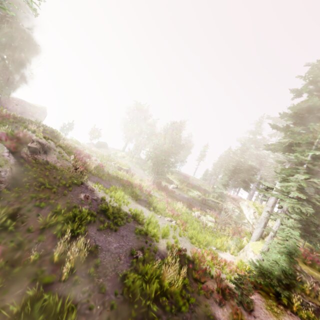 Gascola forest scene